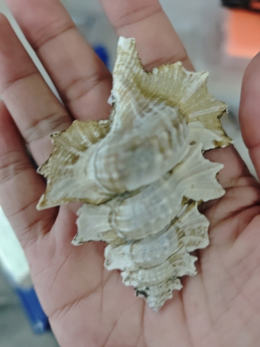 Biplex perca observed 2025-07-05