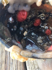 Cnemidocarpa finmarkiensis