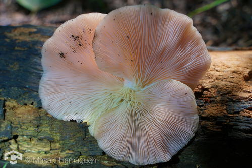 Pleurotus djamor