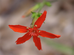 Silene subciliata