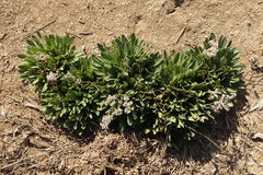 Limonium ramosissimum