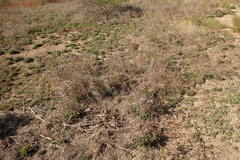 Limonium ramosissimum