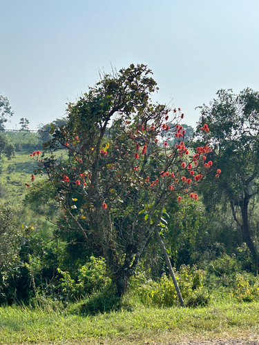 Redhot Poker Tree