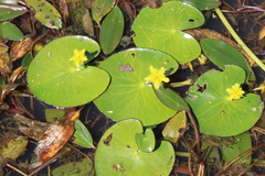 Nymphoides fallax