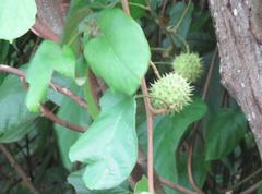 Byttneria grandifolia