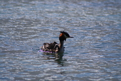Podiceps cristatus australis