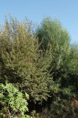 Acacia pycnantha