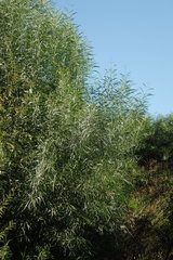 Acacia pycnantha