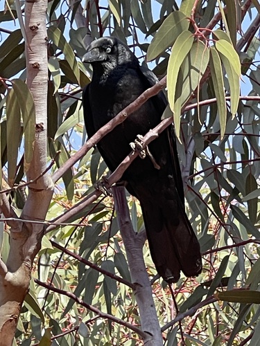 Torresian Crow