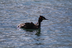 Podiceps cristatus australis