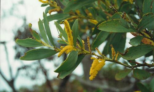 Acacia pycnostachya