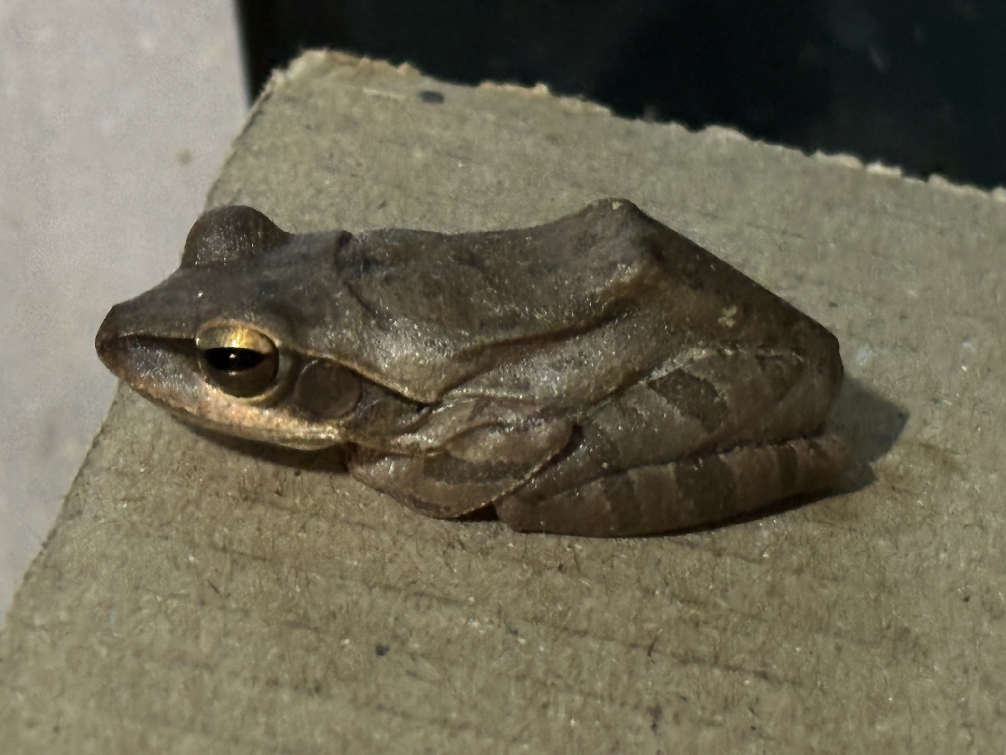 Big-Headed Whipping Frog