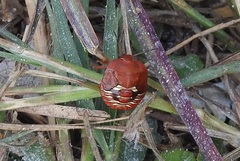 Chinavia pensylvanica