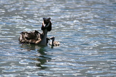 Podiceps cristatus australis