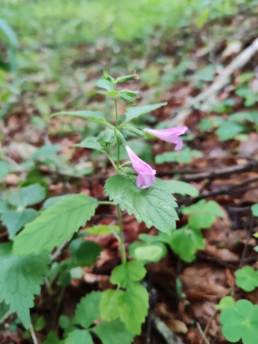 Clinopodium grandiflorum (Clinopodium grandiflorum)