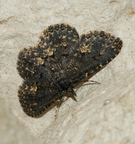 Waved Black, Bennekom, Nederland, photo 9 of 10