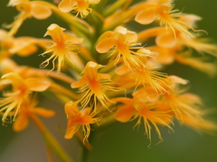 Platanthera chapmanii