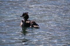 Podiceps cristatus australis