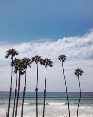 Washingtonia robusta