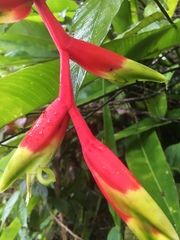 Heliconia juruana
