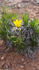 Stenotus armerioides