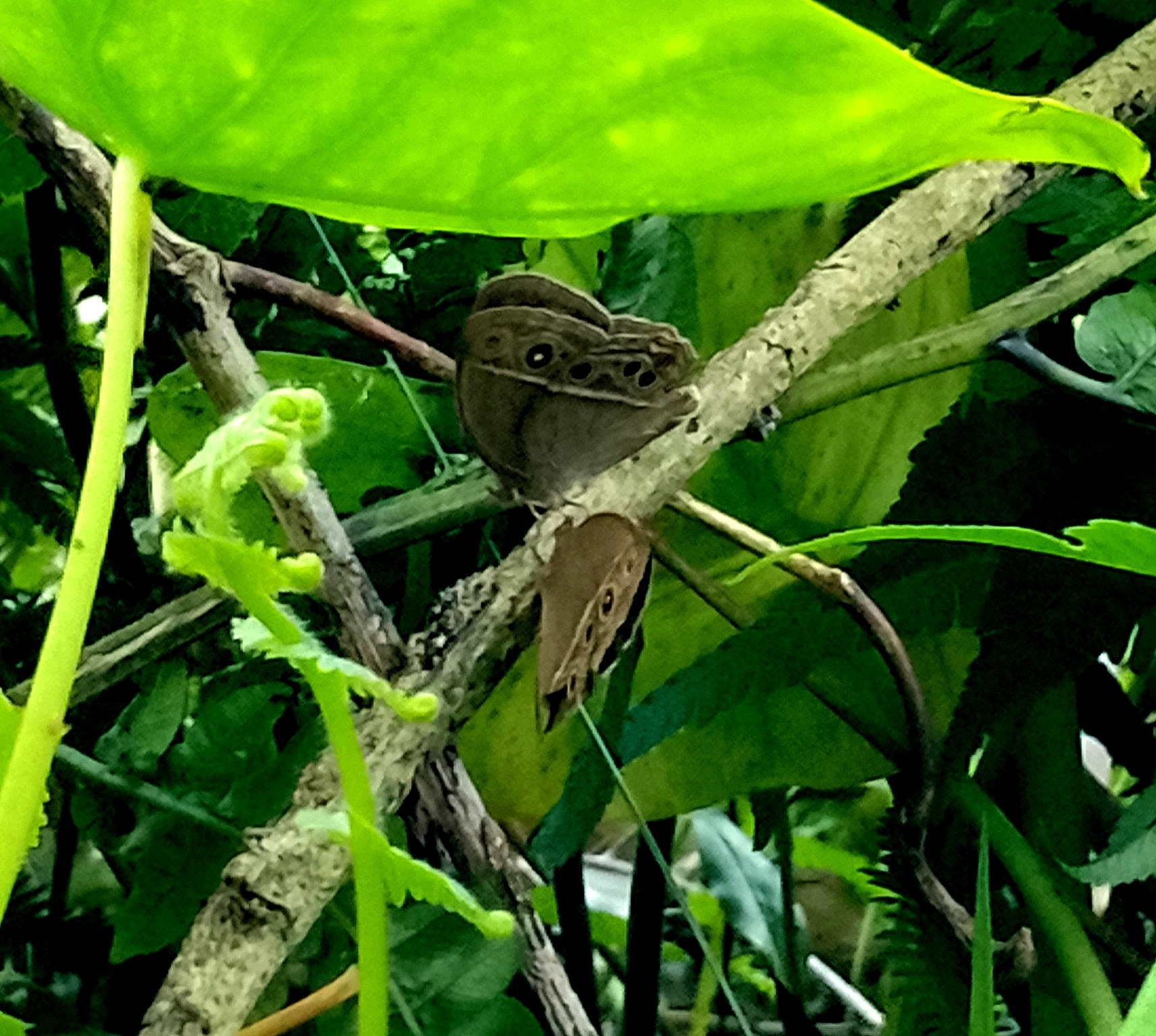 Dark-Branded Bushbrown