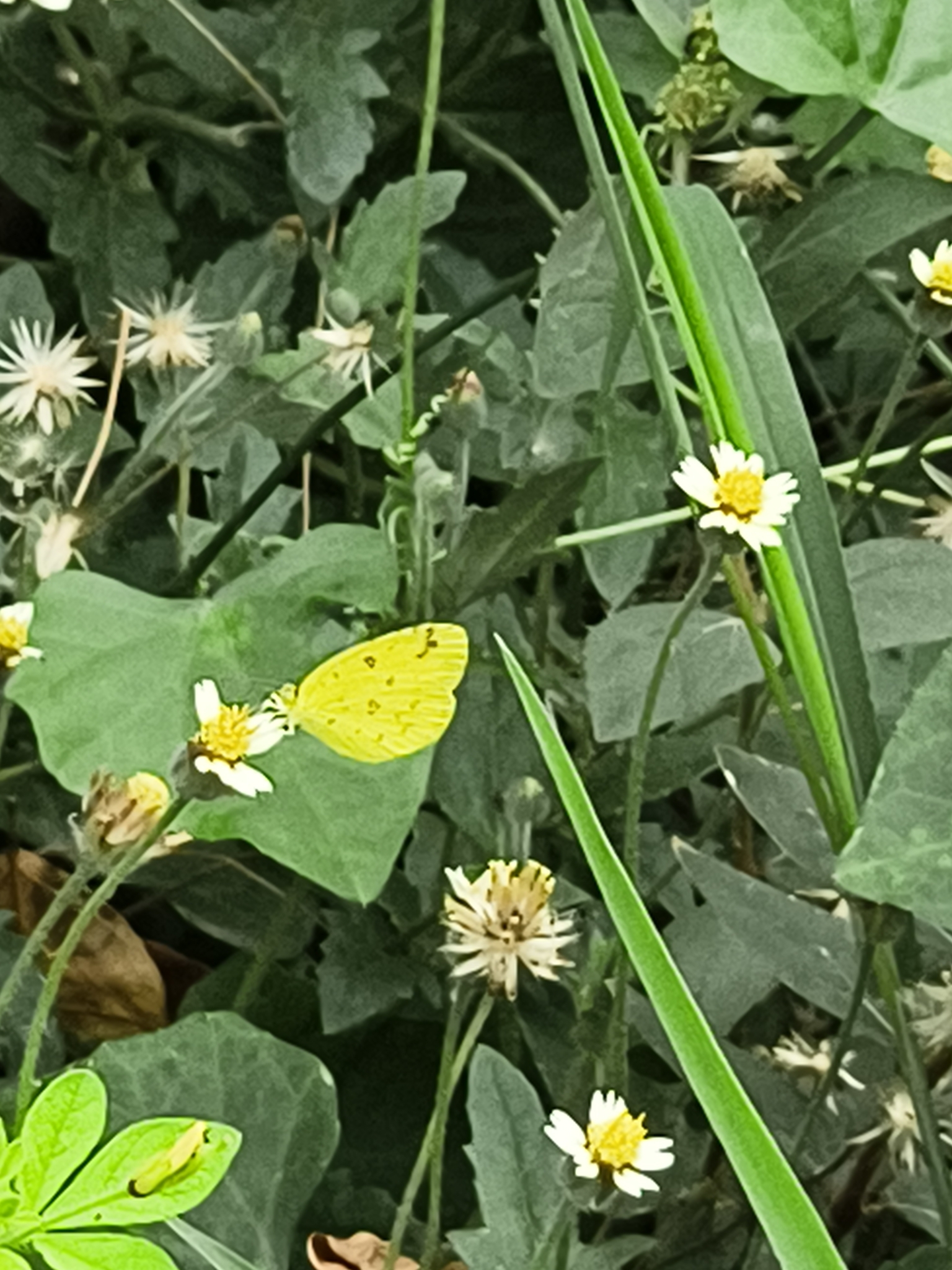 Common Grass Yellow