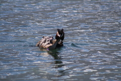 Podiceps cristatus australis