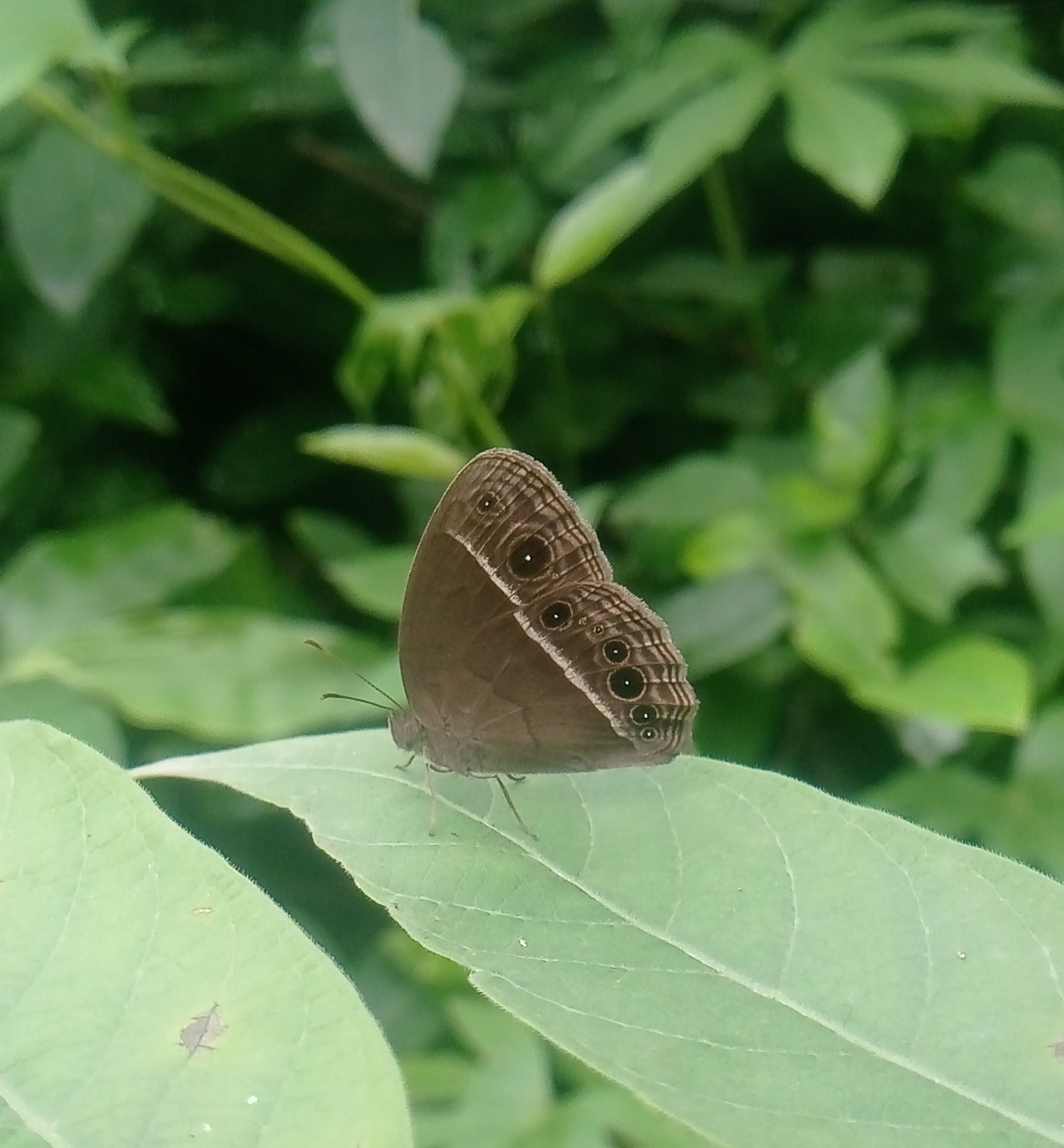 Dark-Branded Bushbrown