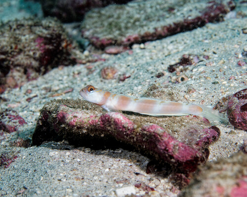 Marquesas shrimpgoby (Amblyeleotris marquesas) — Gobiidae