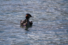 Podiceps cristatus australis