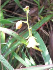 Spathoglottis pubescens