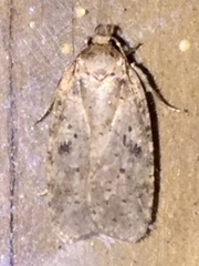 Agonopterix canadensis