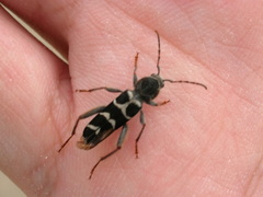 Neoclytus caprea