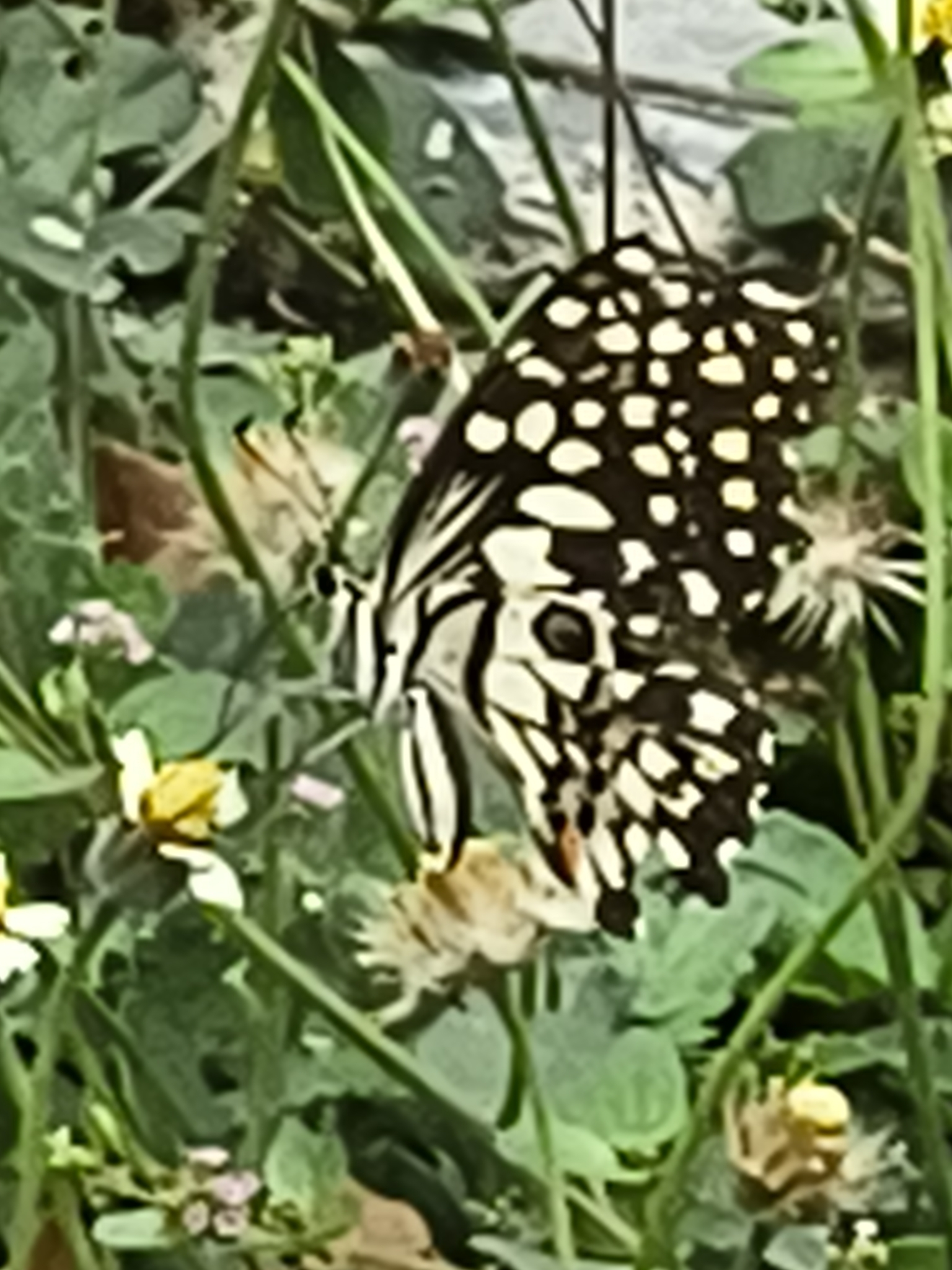 Lime Swallowtail