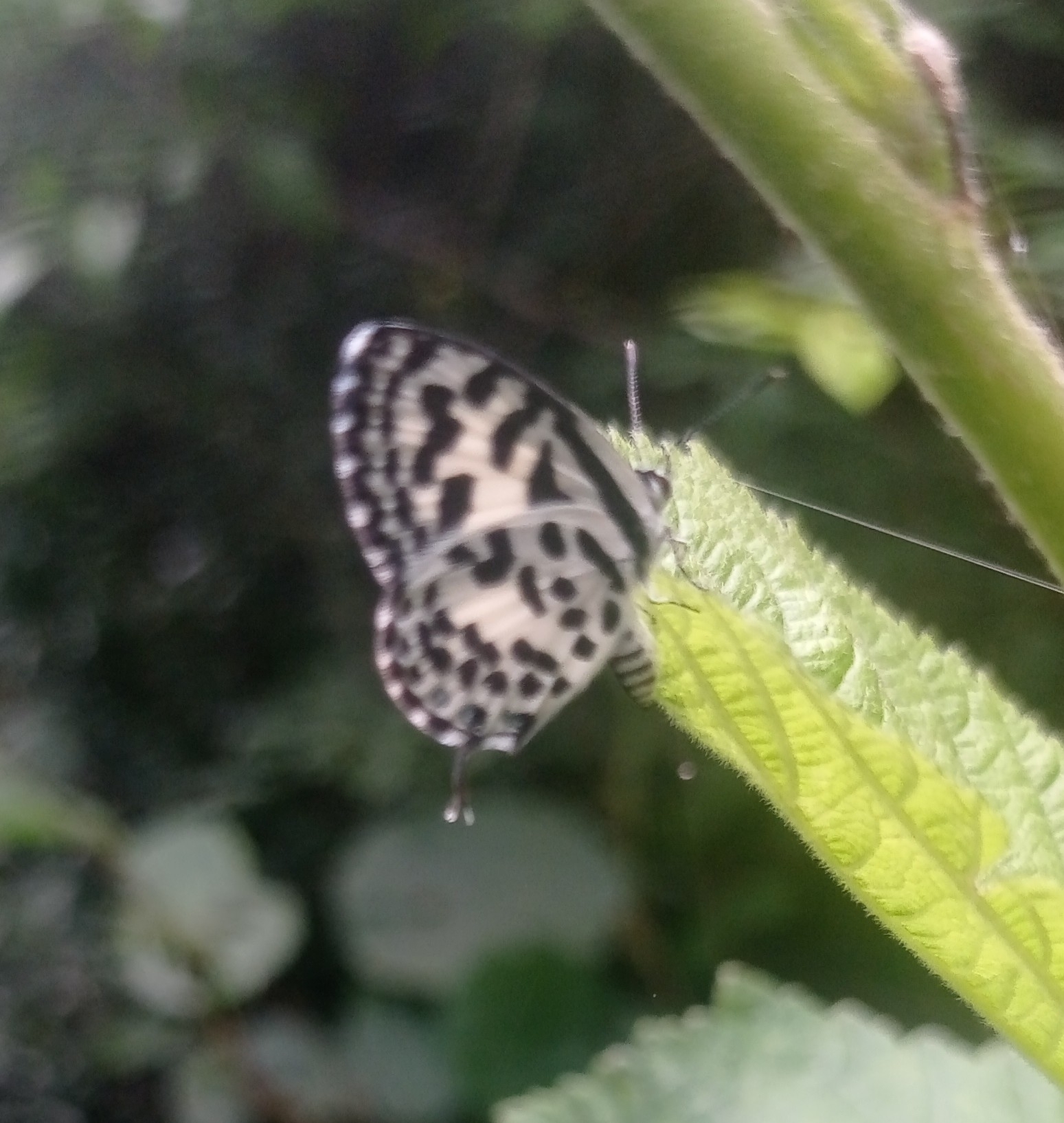 Common Pierrot