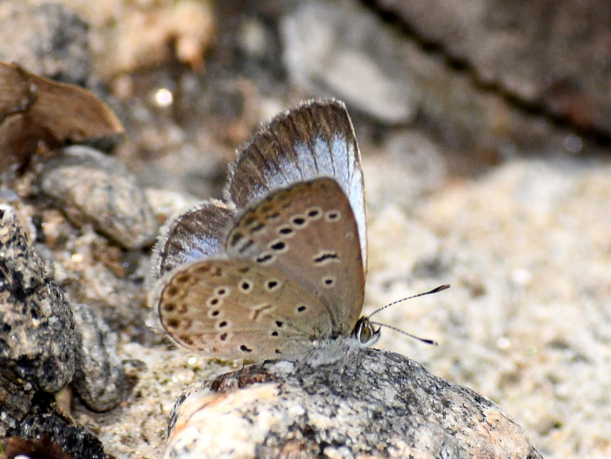 Pale Grass Blue
