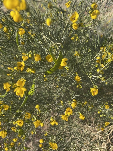 silver senna