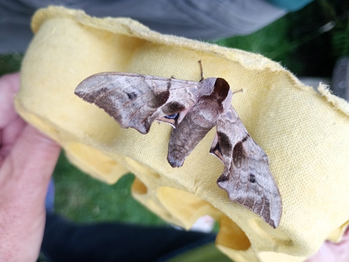 Eyed hawk-moth