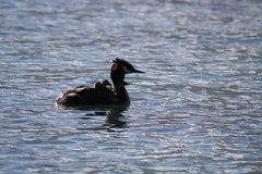 Podiceps cristatus australis