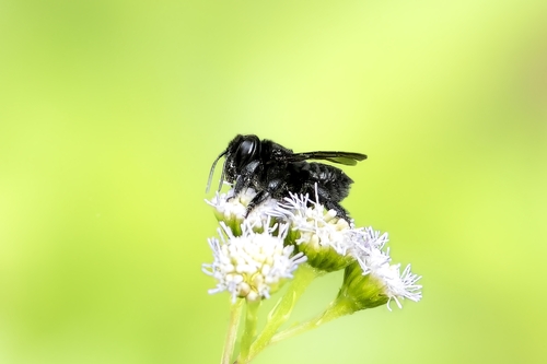 Megachile singularis