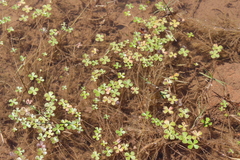 Marsilea mollis