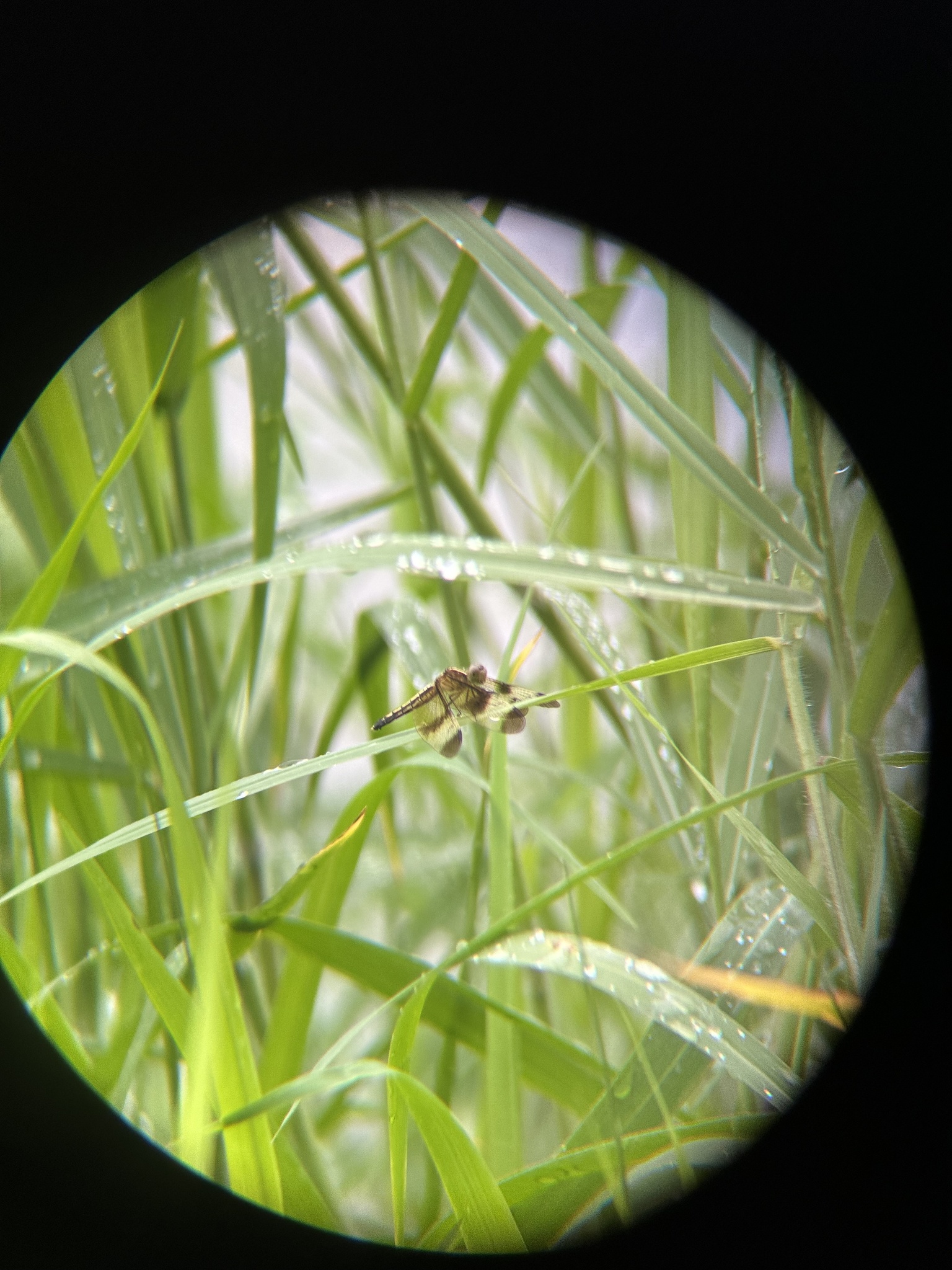 Pied Paddy Skimmer