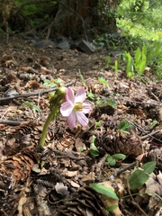 Podophyllum hexandrum