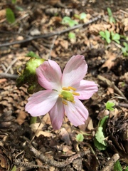 Podophyllum hexandrum