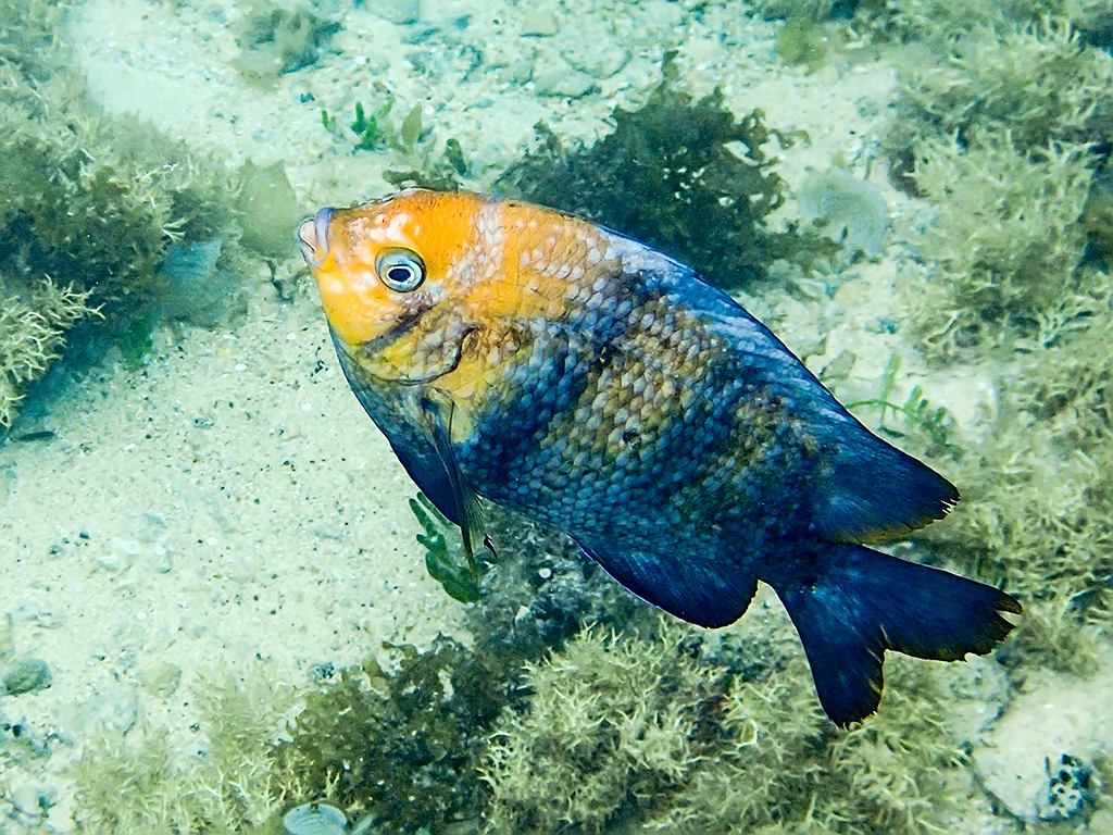 Banded Parma