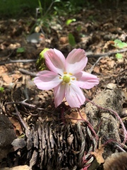Podophyllum hexandrum