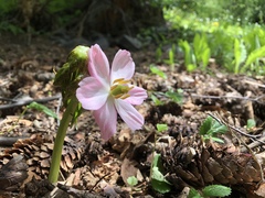 Podophyllum hexandrum
