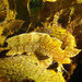 Yellow Crested Weedfish - Photo (c) Marine Explorer (Dr John Turnbull), some rights reserved (CC BY-NC-SA)