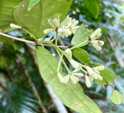 Syzygium cryptophlebium, 2025-07-05